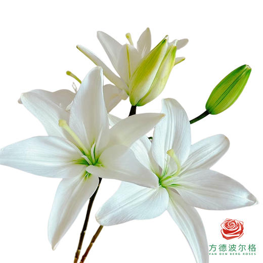 百合-白精灵 5枝一扎 商品图0