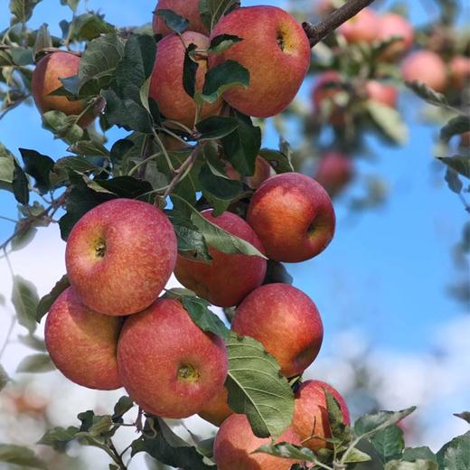 大凉山时令鲜果 盐源高山丑苹果 爆汁爆甜 商品图3
