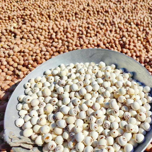 湖北洪湖磨皮去芯莲子  粉糯甘甜，入口即化 商品图1