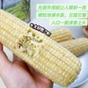 有机高叶酸玉米（真空/速冻）一款神奇的玉米🌽一根玉米上两种玉米粒糯玉米和水果玉米粒和谐共存糯玉米粒和水果玉米粒黄金口感比例：3:1;一口下去，又糯又甜 商品缩略图2