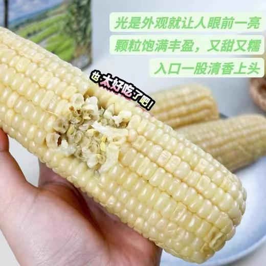有机高叶酸玉米（真空/速冻）一款神奇的玉米🌽一根玉米上两种玉米粒糯玉米和水果玉米粒和谐共存糯玉米粒和水果玉米粒黄金口感比例：3:1;一口下去，又糯又甜 商品图2