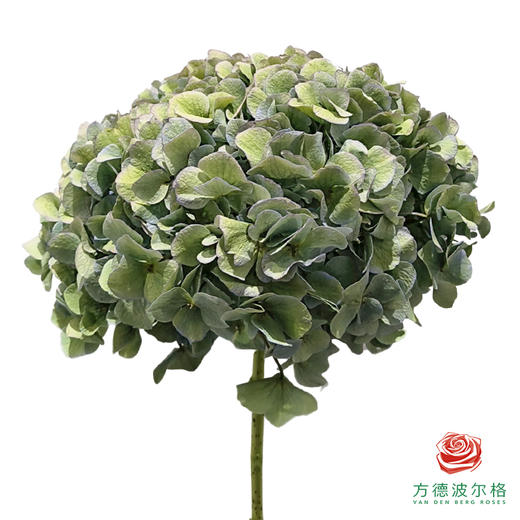 市场绣球 老绿 商品图0