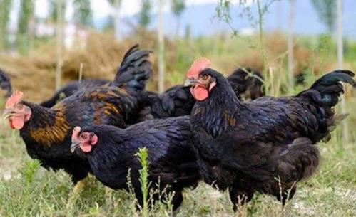 五黑鸡 商品图0