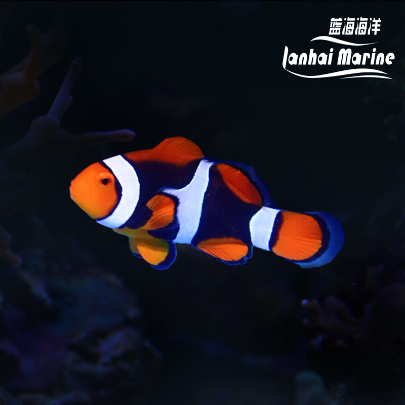 新几内亚全黑背心 A