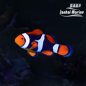 新几内亚全黑背心 A
