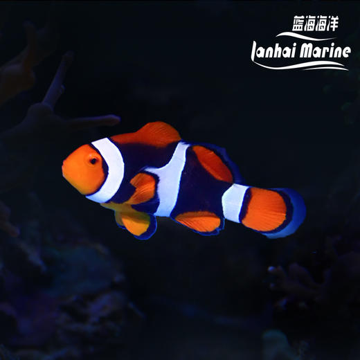 新几内亚全黑背心 A 商品图0