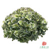 市场绣球 老绿 商品缩略图1