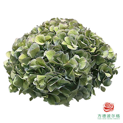 市场绣球 老绿 商品图1