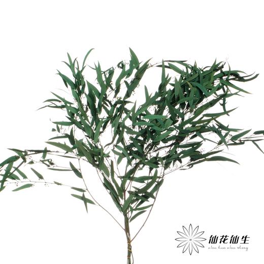 永生花材 | 小米果叶绿色 商品图1