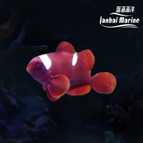 金透红小丑-断纹