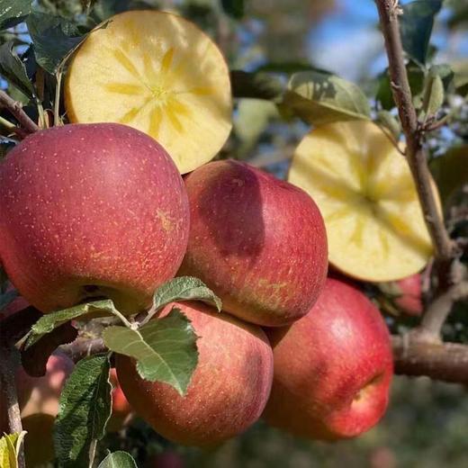 大凉山时令鲜果 盐源高山丑苹果 爆汁爆甜 商品图0