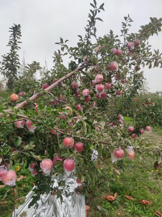 果园直销富硒红富士爆甜精品包装泡沫礼盒红富士新鲜苹果水果带箱9.5-10斤装偏远不发 商品图1