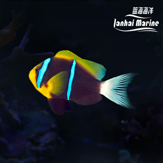 蓝纹双带小丑 商品图0