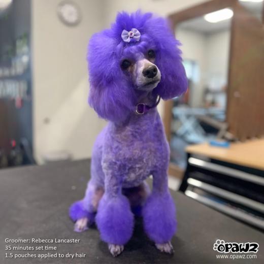 宠物染色焗油-紫色 200ml OPAWZ小爪印 商品图0