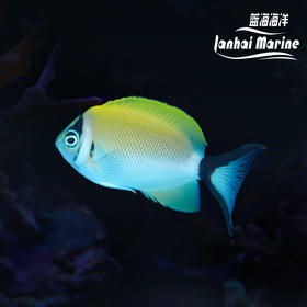 宿务眼镜燕 母