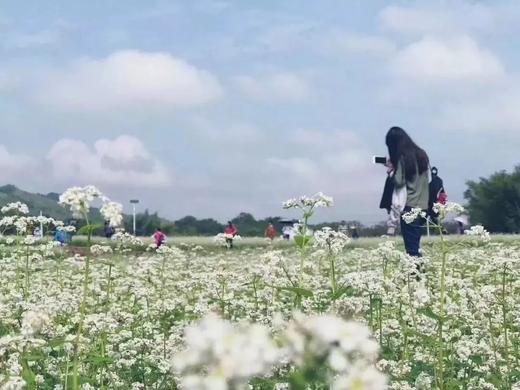 户外@【荞见枫叶】岭南红叶世界+浪漫荞麦花1天 商品图2
