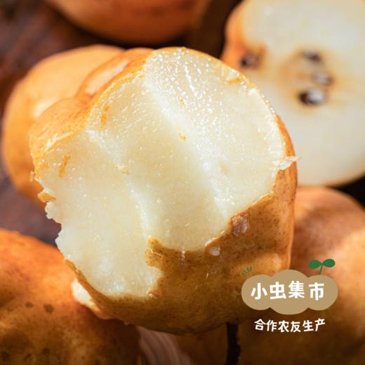 生态冰淇淋丑梨/佛手梨 | 合作农友生产，来自山东小沽河，生产者：小康园主 *【公平贸易农人定价】 商品图5