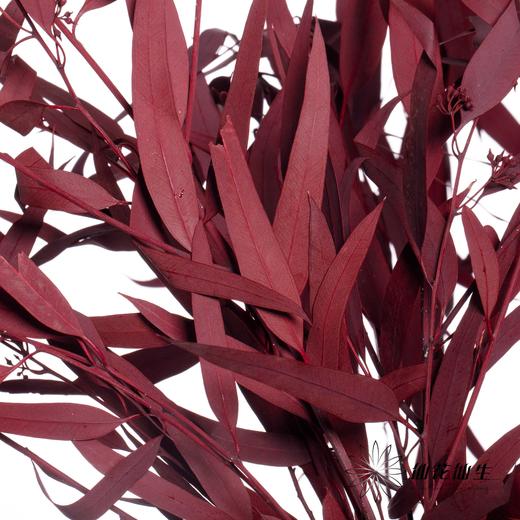 永生花材 | 小米果叶红色 商品图0