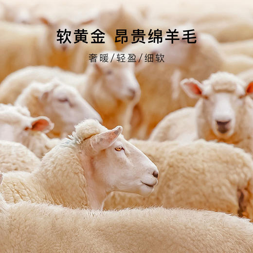 【100%绵羊毛填充】秋冬500g加厚保暖裤高腰棉裤秋裤女士绗缝轻柔保暖裤 商品图6