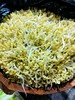 胖豆芽，1份0.5斤 商品缩略图1