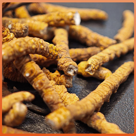 苗家圆圆那曲冬虫夏草断虫草 正宗那曲虫草滋补珍品 今年干货自用首选 10g/30g/50g/100g 顺丰包邮 商品图1