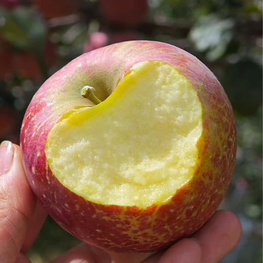 大凉山时令鲜果 盐源高山丑苹果 爆汁爆甜 商品图2