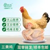 【广西帮扶】农贝贝丨正宗三黄鸡 山林放养 （≥800g/只）（多规格可选） 商品缩略图0