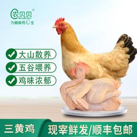 【广西帮扶】农贝贝丨正宗三黄鸡 山林放养 （≥800g/只）（多规格可选）