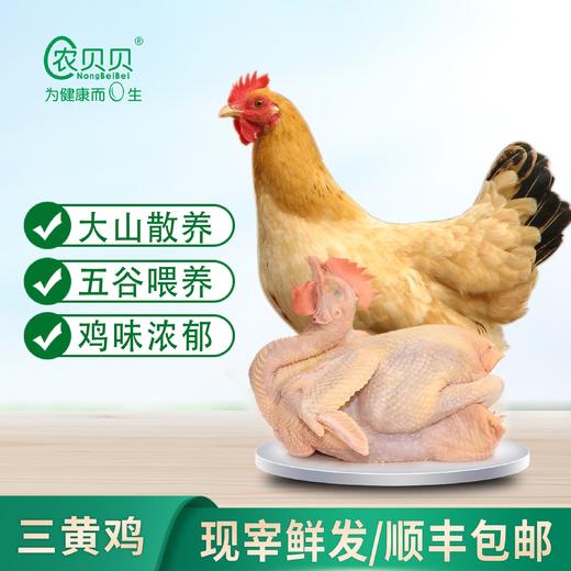 【广西帮扶】农贝贝丨正宗三黄鸡 山林放养 （≥800g/只）（多规格可选） 商品图0