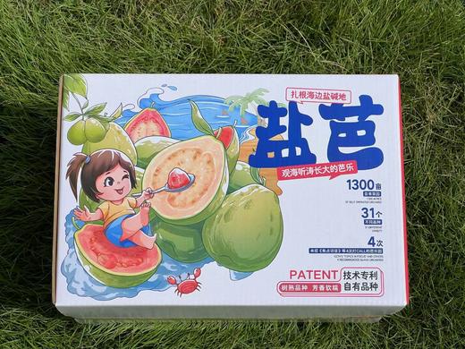 生态种植番石榴（芭乐）树上现摘发货，不使用化肥，除草剂，农药，催熟剂，激素，保鲜剂，蜡等等任何化学制剂 商品图12