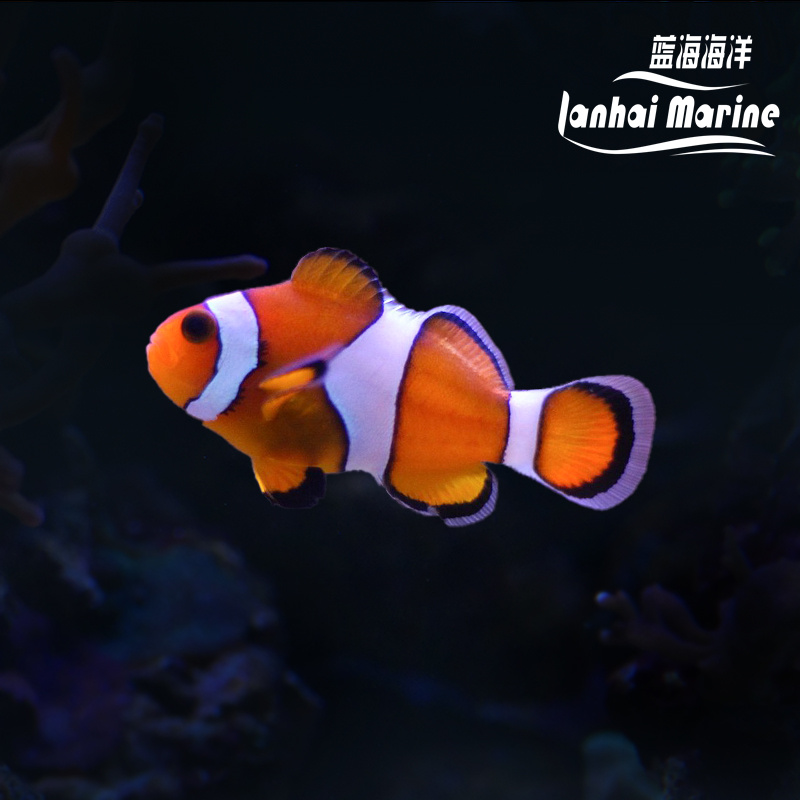 宿务公子小丑 A