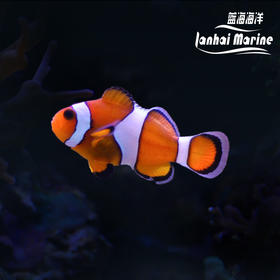 宿务公子小丑 A