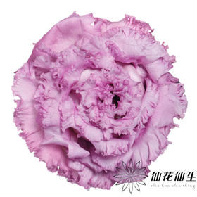 洋桔梗 | 葡萄紫