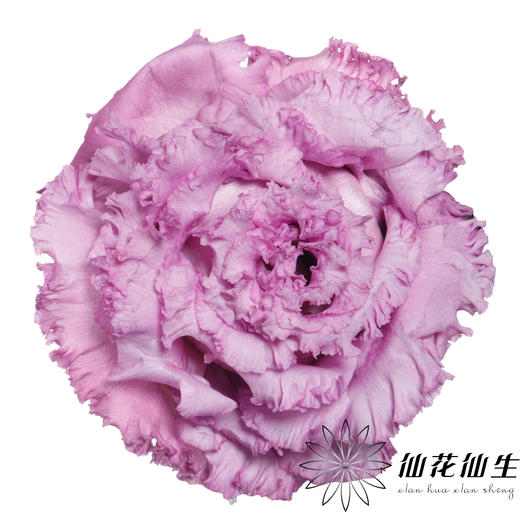 洋桔梗 | 葡萄紫 商品图0