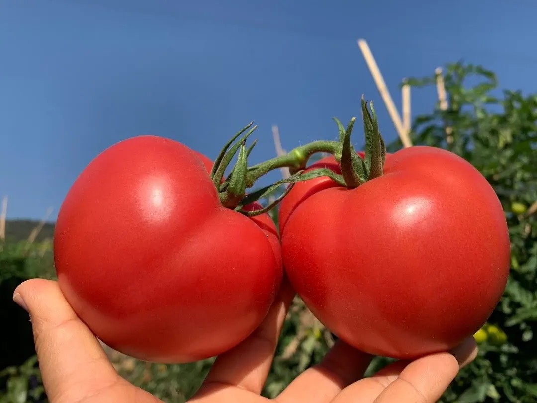 【顺丰包邮➕保温】2025冬季口感攀枝花露天西红柿🍅沙瓢番茄 狼桃果 每年吃款 沙瓤金籽 一点不空心  基地直邮