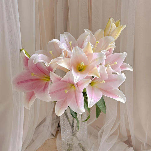 【AB级粉铁炮百合】多头3支10-12朵/份 商品图5