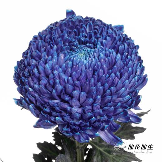 小菊 | 牡丹菊雨墨蓝【人工吸染，有色差，慎重下单】 商品图1
