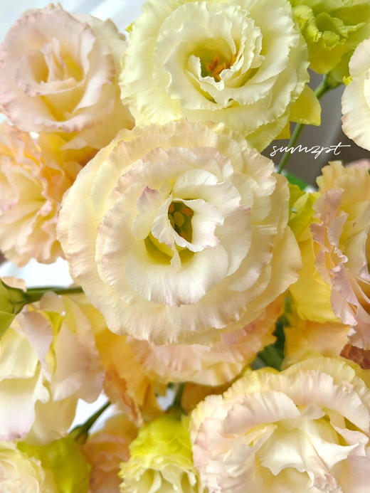 【香槟色洋桔梗】7-10朵/份 商品图13