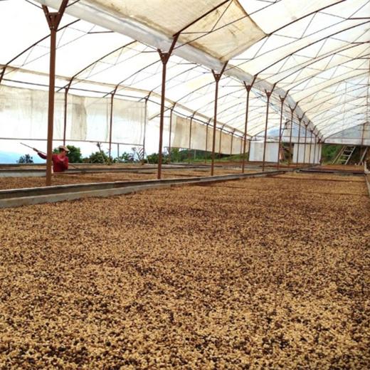 【茶馆咖啡】危地马拉 万象庄园 酒香日晒咖啡丨日晒豆 中度烘焙 世界知名庄园，风味醇厚也略具有野性，深获品评家们的喜爱。 商品图2