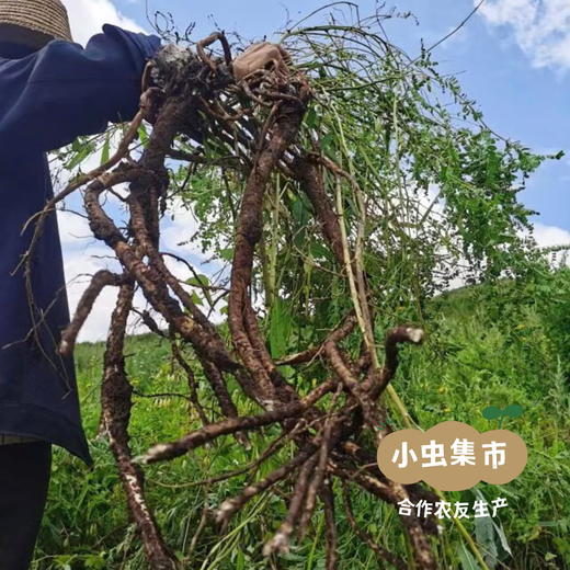 岷县野生黄芪（切片）250g /袋 | 合作农友生产，来自甘肃岷县，生产者：陈建军 ＆【公平贸易农人定价】 商品图7
