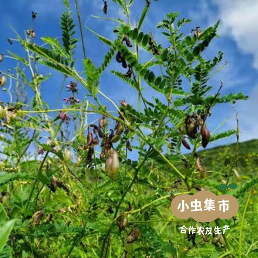 岷县野生黄芪（切片）250g /袋 | 合作农友生产，来自甘肃岷县，生产者：陈建军 ＆【公平贸易农人定价】 商品图13