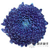 小菊 | 牡丹菊雨墨蓝【人工吸染，有色差，慎重下单】 商品缩略图0