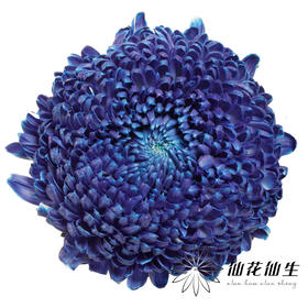 小菊 | 牡丹菊雨墨蓝【人工吸染，有色差，慎重下单】
