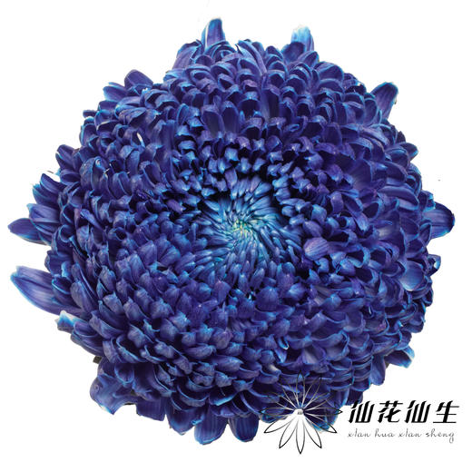 小菊 | 牡丹菊雨墨蓝【人工吸染，有色差，慎重下单】 商品图0