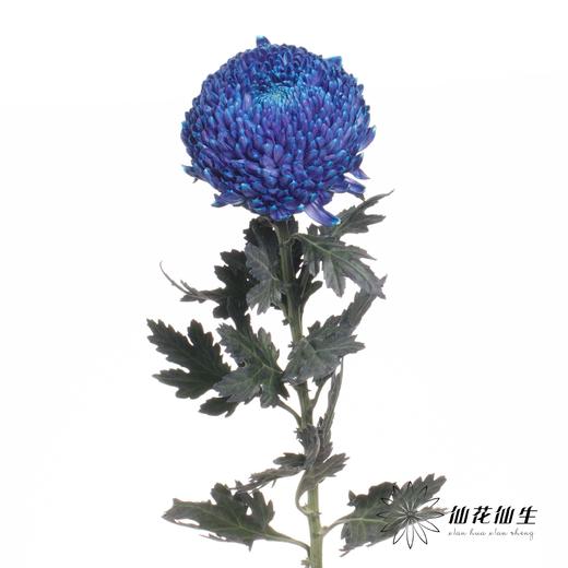 小菊 | 牡丹菊雨墨蓝【人工吸染，有色差，慎重下单】 商品图3