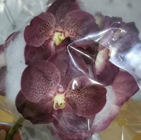 兰花 | 胡姬咖色 [轻微损伤色差瑕疵不售后」