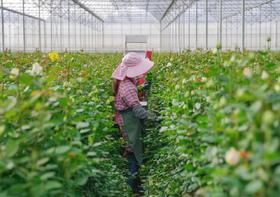 【基地探访】方德玫瑰种植基地