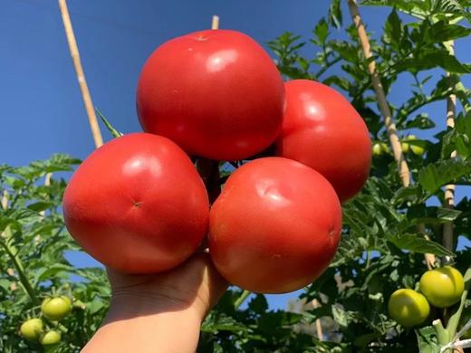 【顺丰包邮➕保温】2025冬季口感攀枝花露天西红柿🍅沙瓢番茄 狼桃果 每年吃款 沙瓤金籽 一点不空心  基地直邮 商品图1
