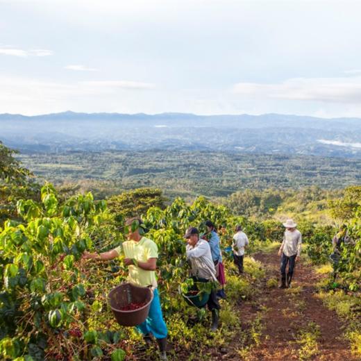 【茶馆咖啡】危地马拉 万象庄园 酒香日晒咖啡丨日晒豆 中度烘焙 世界知名庄园，风味醇厚也略具有野性，深获品评家们的喜爱。 商品图1