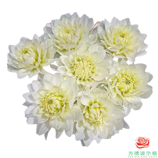 大丽花-马特兹  4-5枝1扎 商品图1